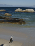 Penguins on the Beach in South Africa