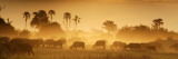 Buy Herd of African Buffalo (Syncerus Caffer) at AllPosters.com