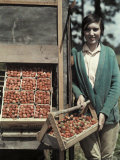 Boy Stands by Strawberries That Will Be Made into Jams and Jellies