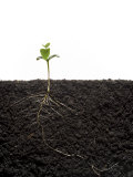 Cross-Section of Soybean Seedling in Soil