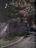 Buy Girl Stands Next to a Serpentine Wall in the University of Virginia at AllPosters.com