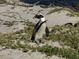 Jackass Penguin on the Beach in South Africa