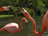 Flamingoes Fight over Food