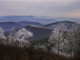 Trees Along High Elevation Mountain Ridges Frosted with Rime Ice