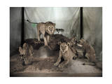 Buy Five Lions on Display in a Museum are Shown with a Natural Setting at AllPosters.com