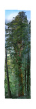 300 Foot Redwood Tree, 84 High Definition Photos Stitched Together for Save the Redwoods League Photographic Print
