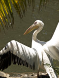 Close View of a Pelican