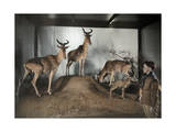 Buy Hartebeests in an Artificial Sub-Saharan Africa Exhibit at AllPosters.com