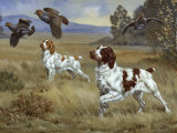 Brittany Spaniels Flush Three Birds from Cover in a Meadow