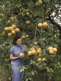 Buy Woman Holds One of the Local Abundant Citrus Fruits, a Grapefruit at AllPosters.com