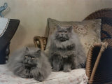 Pair of Blue Persian Cats Pose on a Recliner