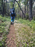 Woman Backpacking a Woodland Trail Through Wildflowers