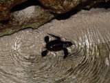 Buy Tiny Endangered Green Sea Turtle Hatchling Swims to Sea at Night at AllPosters.com