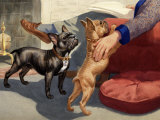 Man Pets His French Bulldogs