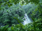 Ayung River Bends Through the Lush Dense Tropical Jungle