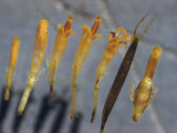 Florets Develop Black Seeds Unless a Midge Produces a Gall, Right