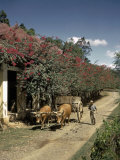 Buy Man Uses Oxen to Transport Sugar Cane for Processing at AllPosters.com
