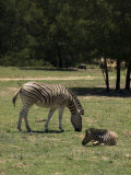 Zebras on a Game Reserve in South Africa