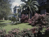 Buy Azaleas Bloom in a Historic Mansion's Front Garden at AllPosters.com