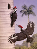 Pair of Pileated Woodpeckers Nest in a Dead Royal Palm Tree