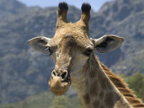 Close View of a Giraffe