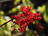 Buy Bright Bunch of Elderberries Seem to Glow in Autumn Sunlight at AllPosters.com