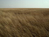 Dry Golden Sea of Grass Waves in the Wind on a Vast Plain