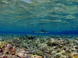Buy Gray Reef Shark Swimming over Coral Reef at AllPosters.com