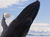 Humpback Whale Exhibiting Breaching Behavior
