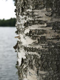 Close View of the Bark of a Tree