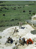 People Excavate the Spine of an Extinct Mosasaur on a Prairie Pasture