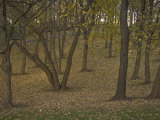 Buy Fall Foliage on Staten Island, Ny at AllPosters.com