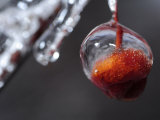 Ice Covered Buds on a Weeping Cherry Tree