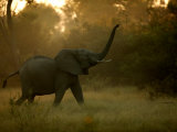 African Elephant (Loxodonta Africana) with Trunk in the Air