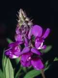 Deep Purple Flowers and Buds Blossom in a Montane Forest Belt Zone Photographic Print
