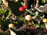 Buy Alaskan Ground Cover of Mosses, Berries, Mushrooms and Fungi at AllPosters.com