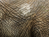 Buy Close Up of the Skin of an African Elephant at AllPosters.com