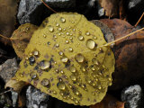Buy Droplets of Water on a Fallen Aspen Leaf in Autumn Hues at AllPosters.com