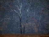 Bare Sycamore Tree in Late October