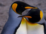 Buy King Penguins Preening During Courtship at AllPosters.com