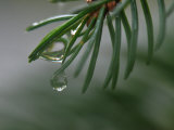Buy Raindrops on the Needles of a Spruce Tree at AllPosters.com