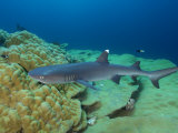 Buy Whitetip Shark in Kingman Reef at AllPosters.com