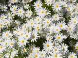 Overhead Close-up of Daisies