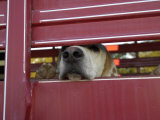 Buy Fox Hunting Dog Snout Protrudes from Between the Bars of a Trailer at AllPosters.com