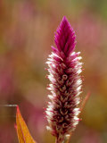 Flower of the Wild Form of Plumed Cockscomb, Celosia Argentea