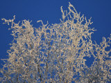 Buy Snow-Covered Birch Tree Branches Against a Blue Sky at AllPosters.com