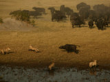 African Lions Hunting a Herd of African Buffalo