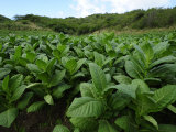 Fields of Tobacco at a Plantation Outside Santo Domingo