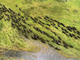 Buy Herd of Buffalo (Syncerus Caffer) Crossing Marshy Grassland at AllPosters.com