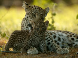Buy Leopard (Panthera Pardus) Licks a Young Cub at AllPosters.com